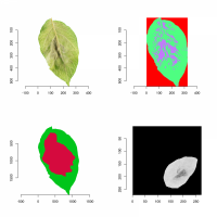 Imagerie multimodale sur foliole de pomme de terre