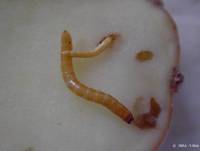 larves de taupin sur demi-tubercule de pomme de terre