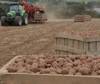 Chantier de récolte de pomme de terre