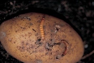 larves de taupin sur tubercule