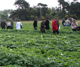 Notation de lots de plant au champ national de comportement