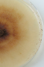 Mycelium de champignons